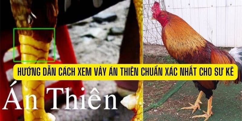 Lý do nên học cách coi vảy gà đá cựa siêu chuẩn